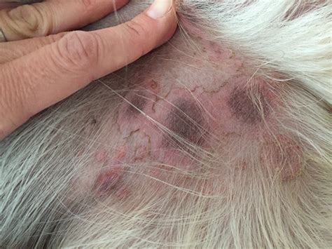 dogs itchy skin